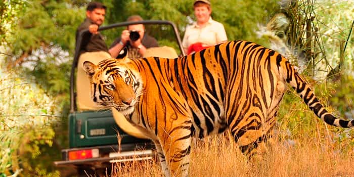 Khajuraho Temple Tour, Khajuraho Tiger Safari Tour,Khajuraho Tiger Tour,M.P Tiger Safari Tour,Khajuraho Temple With Tiger Safari Tour, Khajuraho Tour Packages,Panna National Park,Pandav Fall & Raneh Water Fall.