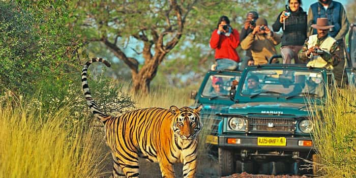 Temple & Tiger Safari - Madhya Pradesh,Khajuraho Temple Tour, Khajuraho Tiger Safari Tour,Khajuraho Tiger Tour,M.P Tiger Safari Tour,Khajuraho Temple With Tiger Safari Tour, Khajuraho Tour Packages,Panna National Park,Pandav Fall & Raneh Water Fall.